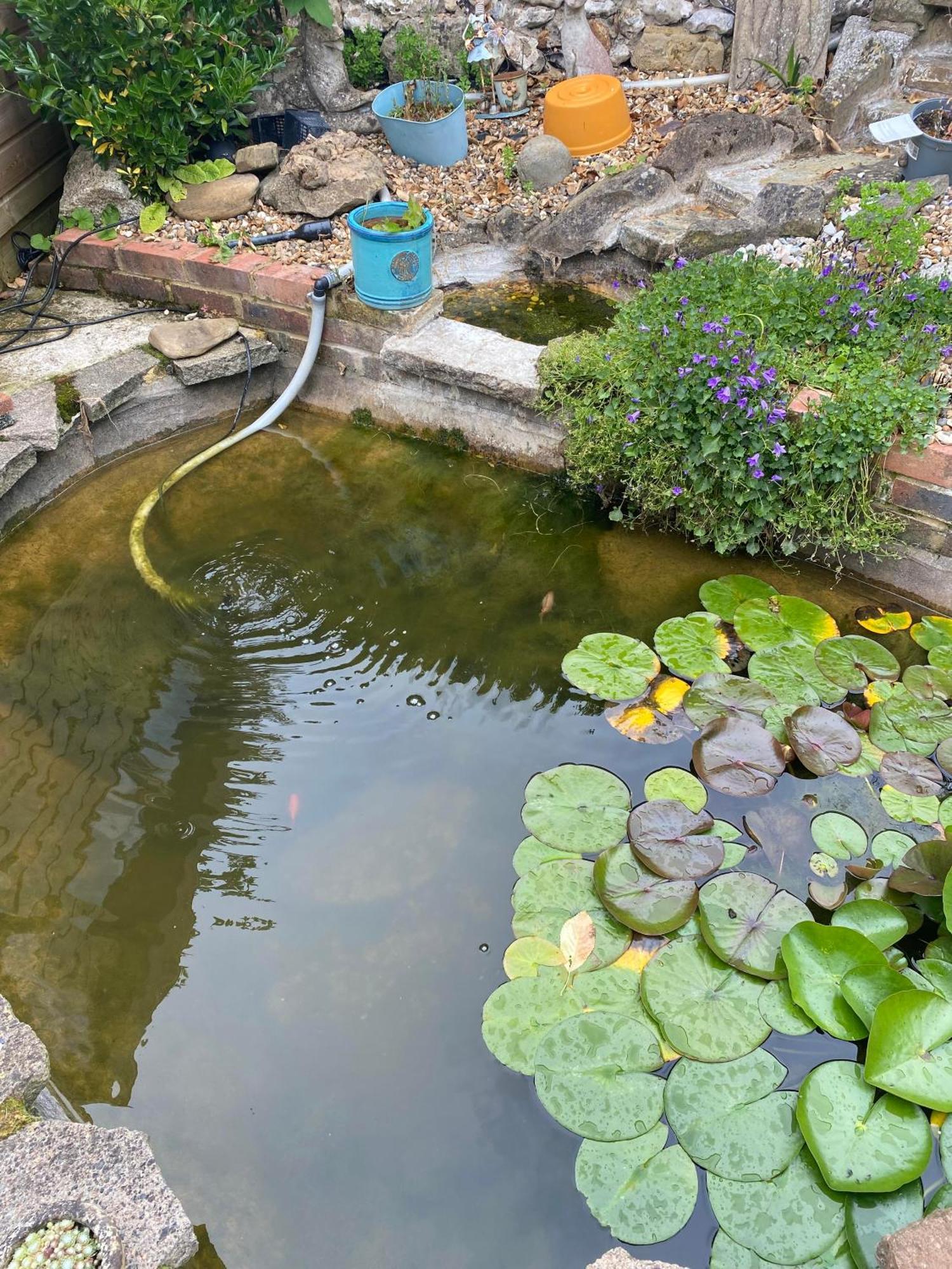 Pond